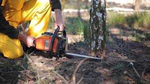 Professional Tree Removal and Landscaping Services in Reed City, MI